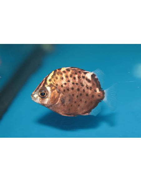SCATOPHAGUS ARGUS