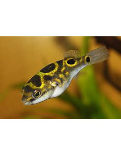 TETRAODON OCELLATUS