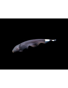 APTERONOTUS ALBIFRONS