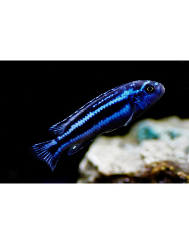 MELANOCHROMIS CYANEORHABDOS