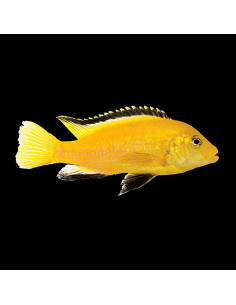 LABIDOCHROMIS CAERULEUS YELLOW XL
