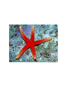 FROMIA PACIFICA