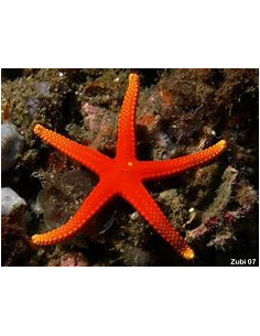 FROMIA PACIFICA