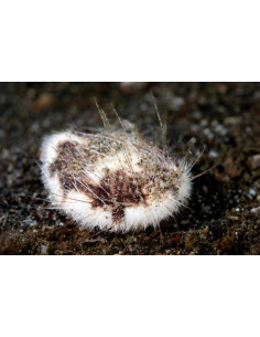 MARETIA PLANULATA