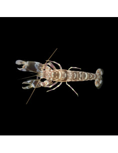 ALPHEUS BELLULUS