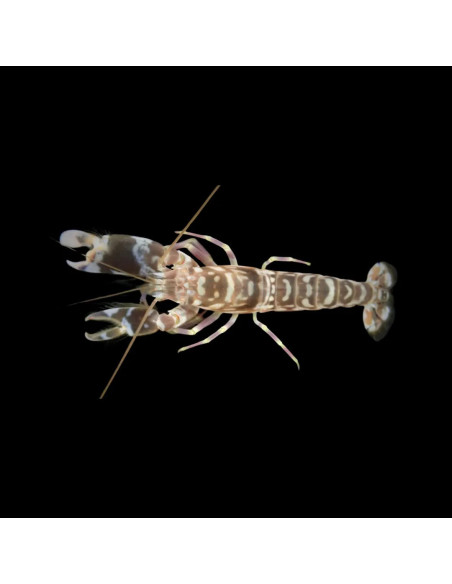ALPHEUS BELLULUS
