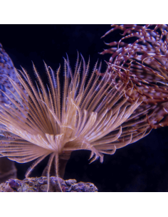 SABELLASTARTE SP. XL