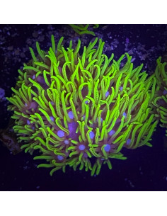 pachyclavularia violacea