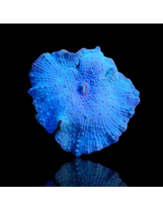 DISCOSOMA BLUE /  le polype