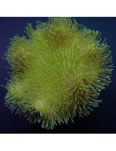Sarcophyton Ultra Yellow Fidji
