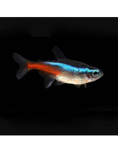 PARACHEIRODON INNESI