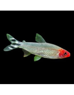 HEMIGRAMMUS RHODOSTOMUS