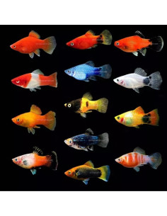 XIPHOPHORUS MACULATUS
