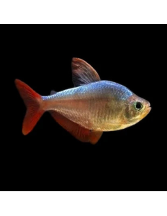 HYPHESSOBRYCON COLUMBIANUS