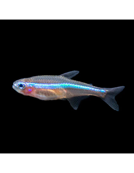 PARACHEIRODON SIMULANS
