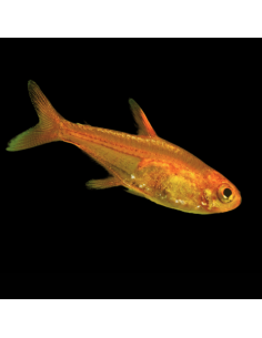 HYPHESSOBRYCON AMANDAE