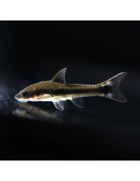 OTOCINCLUS AFFINIS