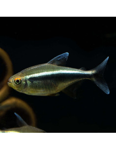 HYPHESSOBRYCON HERBERTAXELRODI