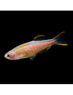 DANIO CHOPRAE