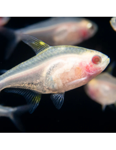 PRISTELLA MAXILLARIS gold