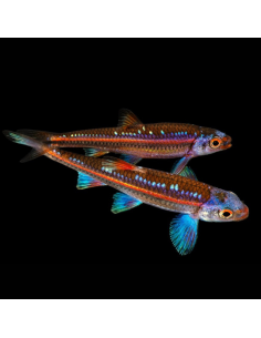 NOTROPIS CHROSOMUS