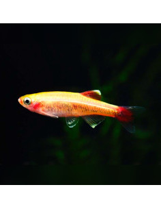 TANICHTHYS ALBONUBES GOLD