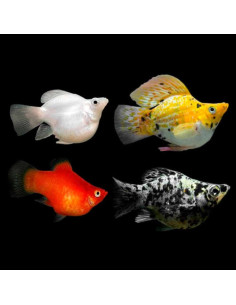 POECILIA SHENOPS BALLOON