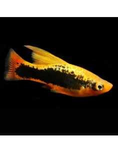 XIPHOPHORUS VARIATUS
