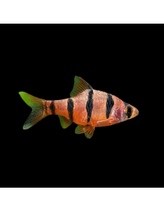 PUNTIUS PENTAZONA
