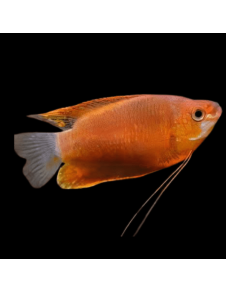 TRICHOGASTER  LABIOSA RED