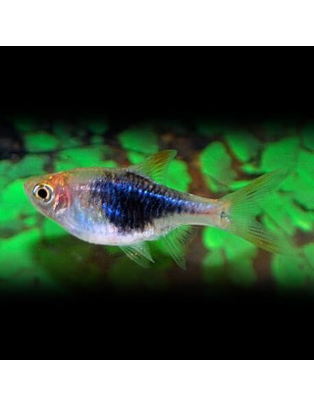 RASBORA HETEROPMORPHA bleu