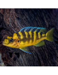 PSEUDOTROPHEUS CRABRO