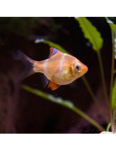 PUNTIUS TETRAZONA ALBINOS