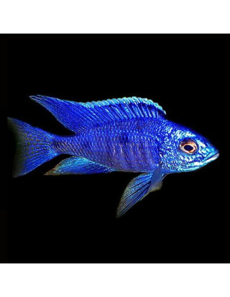 COPADICHROMIS AZUREUS