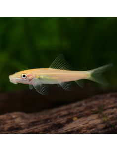 GYRINOCHEILUS AYMONIERI GOLD