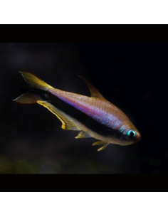 NEMATOBRYCON PALMERI