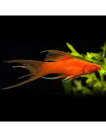XIPHOPHORUS HELLERI SELECTION