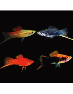 XIPHOPHORUS HELLERI MIX