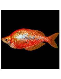 GLOSSOLEPIS INCISUS