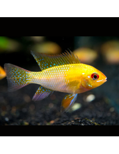 MIKROGEOPHAGUS RAMIREZI GOLD