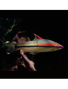 SAHYADRIA DENISONII