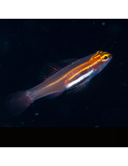 EVIOTA PELLUCIDA