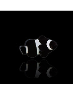 AMPHIPRION DARWINI