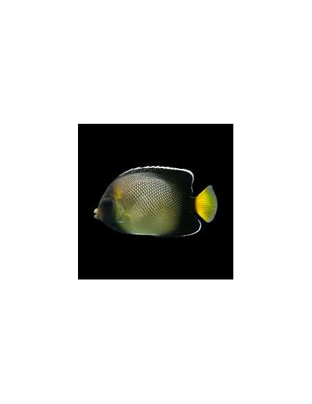 APOLEMICHTHYS XANTHURUS  ( élevage )