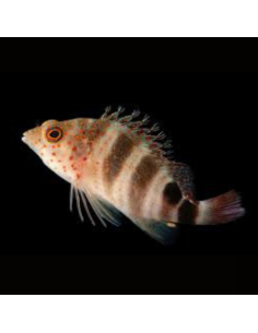 AMBLYCIRRHITUS PINOS