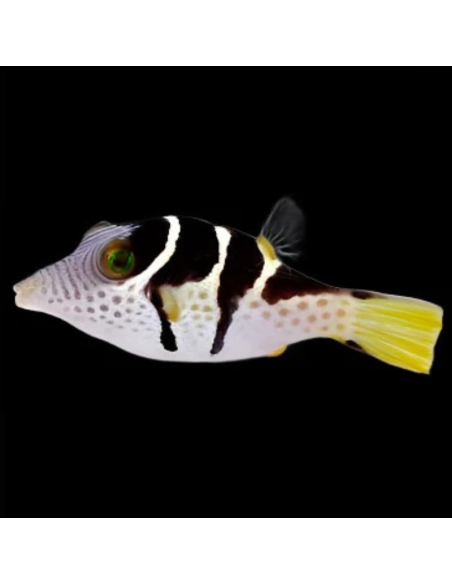 CANTHIGASTER VALENTINI