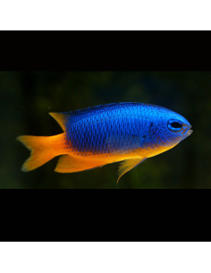 POMACENTRUS COELESTIS