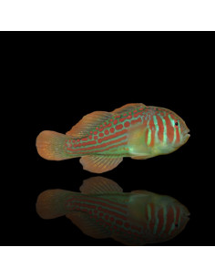 GOBIODON HISTRIO