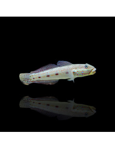 VALENCIENNA LONGIPINNIS