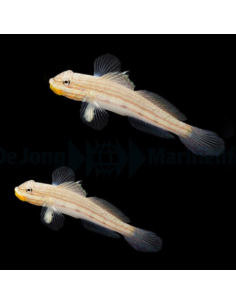 VALENCIENNA MURALIS
